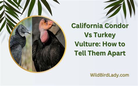 California Condor Vs Turkey Vulture: How to Tell Them Apart