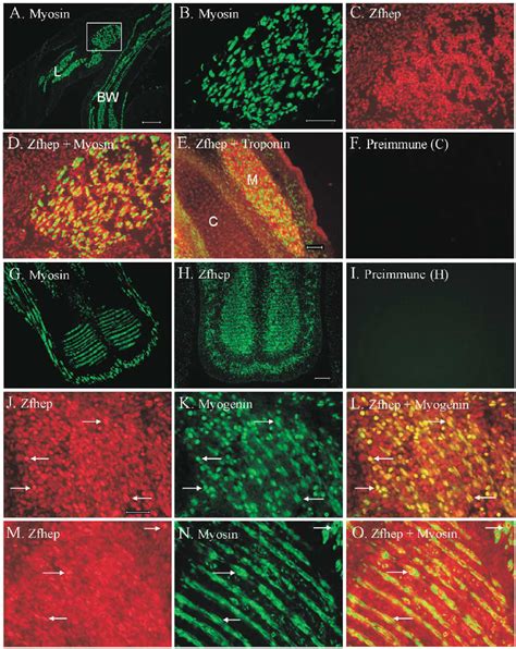 Expression Of Zfhep Throughout Muscle Differentiation A Ihc Of An