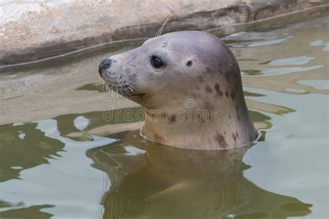 Grey Seal Halichoerus Grypus Stock Image Image Of Carnivorous