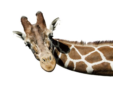 Giraffe Transparent Images Png Arts Giraffe Animals Png Photo Images