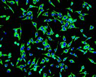 Vdac Porin Monoclonal Antibody Mabstar Antibody