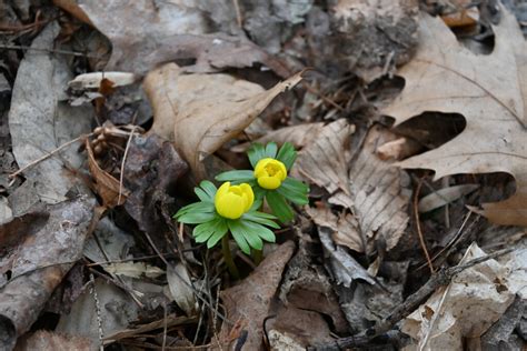 Longwood Gardens On Twitter Six More Weeks Of Winter That Gives Us