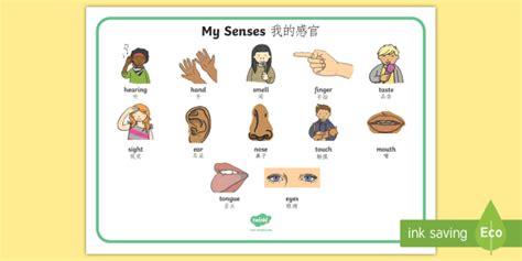 My Senses Ks1 Body Parts Word Mat English Mandarin Chinese My Senses Ks1