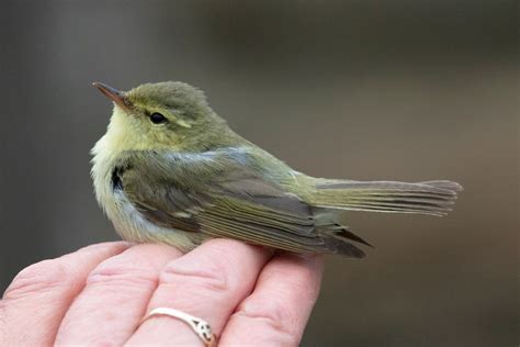 Rarity Finders Green Warbler On North Ronaldsay Birdguides