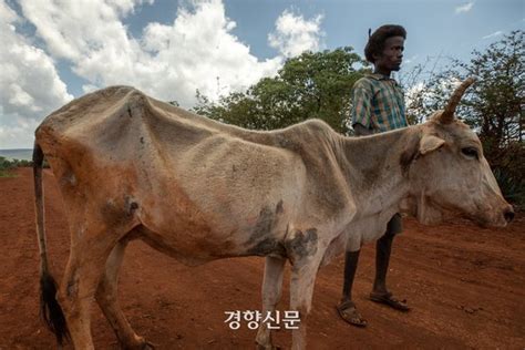 3년 넘는 가뭄에 800만명 식량 위기 에티오피아···영양실조 치료식도 형제들이 나눠 먹어 네이트 뉴스