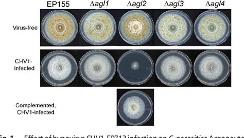 A single Argonaute gene is required for induction of RNA silencing antiviral defense and ...