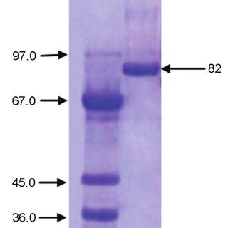 Sds Page Of The Purified Gal Eluted From Deae Cellulose Column