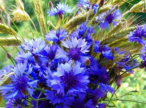 Васильки: фото цветов - Домашняя ферма | Beautiful flowers, Flower ...