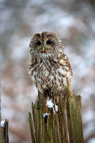 Tawny Owl Strix Aluco Adult Winter Editorial Stock Photo Stock Image