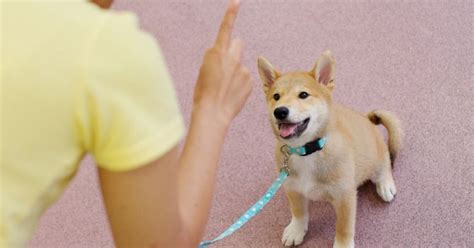 愛犬が「待て」できない！ 専門家に聞く待ての教え方、小さなステップを重ねよう 犬・猫との幸せな暮らしのためのペット情報サイト「sippo」