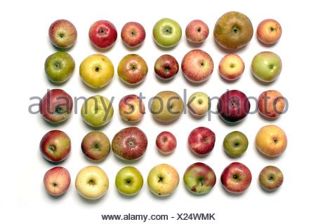 Overview of different old apple varieties Stock Photo - Alamy