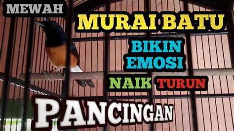 PANCINGAN EMOSI PALING JITU SUARA MURAI BATU FULL TEMBAKAN MEWAH