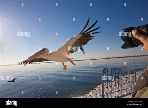 Pelicans In The Bay Hi Res Stock Photography And Images Alamy