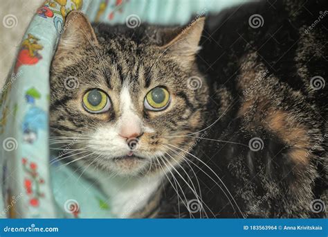 Cat with huge scared eyes stock photo. Image of black - 183563964