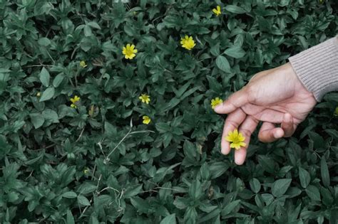 Premium Photo | Hand that are picking flowers