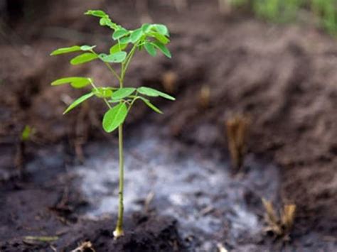 Uvas Plantation Drive Begins