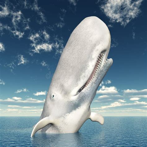 white whale stock illustration illustration  white