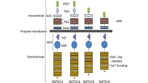 Notch Receptors In Human Four Different Type Of Notch Receptors Are