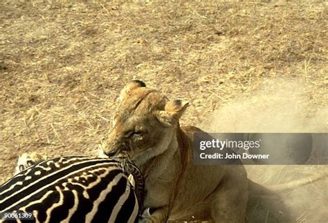 Lion Chasing Zebra Photos and Premium High Res Pictures - Getty Images