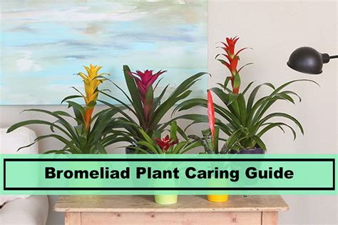 How To Prune A Bromeliad Back Gardener