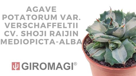 Agave Potatorum Var Verschaffeltii Cv Shoji Raijin Mediopicta Alba