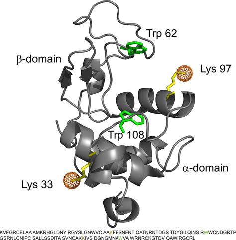 Ribbon Structure Of Hen Egg White Lysozyme Pdb Entry E L The