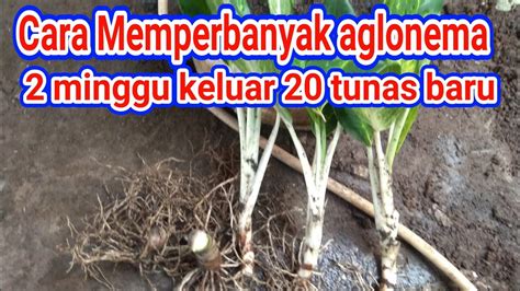 CARA MEMPERBANYAK AGLONEMA AGAR CEPAT RIMBUN YouTube