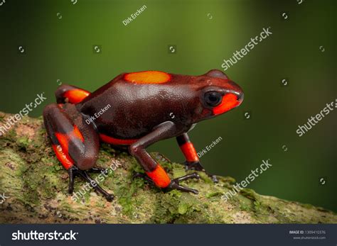 Frog Oophaga Histrionica Red Bullseye Poison Stock Photo