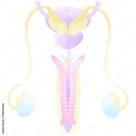 The Male Reproductive System Includes The External Genitals Stock