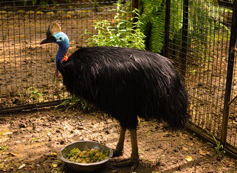 Kasuari Burung Purba Penjaga Hutan Papua