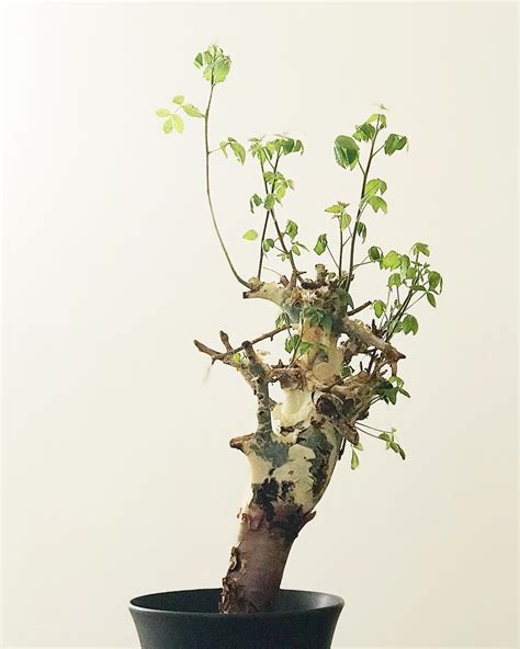 Commiphora Holtziana Furniture Home Living Gardening Plants