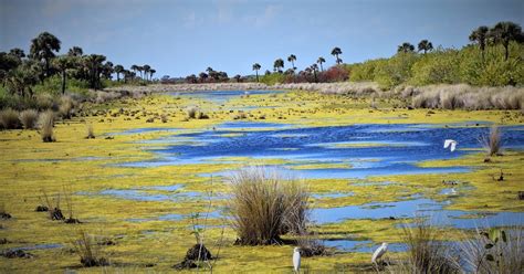 HappiLeeRVing: Merritt Island National Wildlife Refuge and Canaveral ...