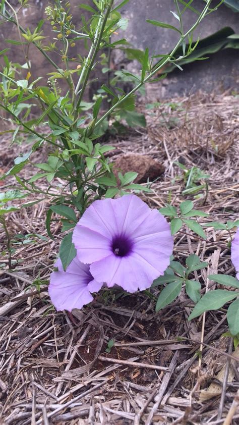 Jitirana Caatinga Enfeites