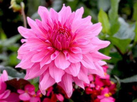 Best Pink Flowers Names Best Flower Site