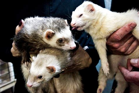 Inside The Sport Of Putting Vicious Ferrets In Your Pants