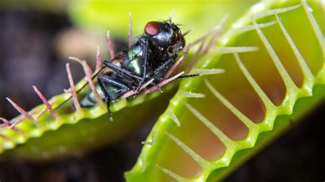 Descubre Las Fascinantes Caracter Sticas De Las Plantas Carn Voras