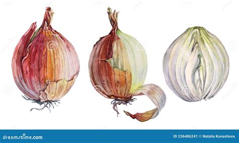 Set Watercolor Unpeeled And Slice Onion Isolated On White Background