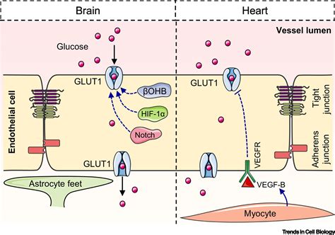 The Endothelium An Active Regulator Of Lipid And Glucose Homeostasis