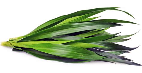 manfaat daun suji pewarna alami  kaya klorofil