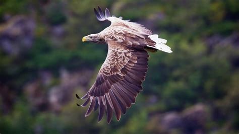 Orkney Wildlife - Learn what to look for and where: Wilderness Scotland