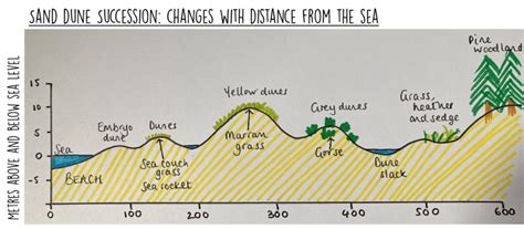 GCSE Geography | Landforms of Deposition: Sand Dunes (Coastal ...