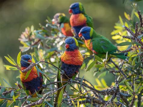 Rainbow Lorikeet Bird Facts (Trichoglossus moluccanus) | Birdfact