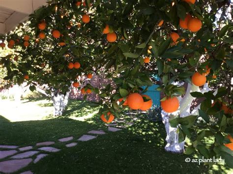 Citrus Trees How To Care In The Fall