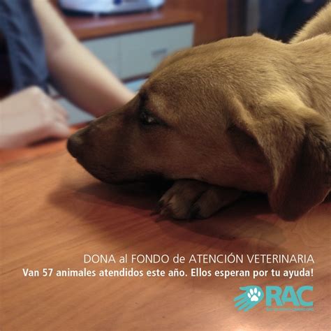 Red De Apoyo Canino On Twitter Colabora Con Lo Que Puedas Har La