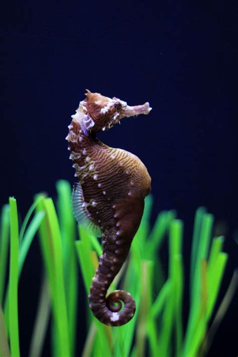 Lined Seahorse Beautiful Sea Creatures Ocean Creatures Ocean Animals