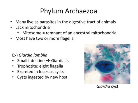 7 Protozoal Pathogens