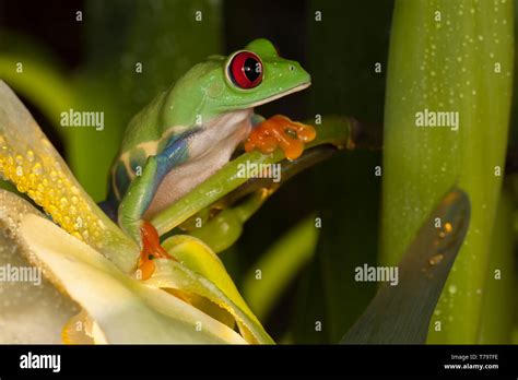 Lutino Red Eyed Tree Frog