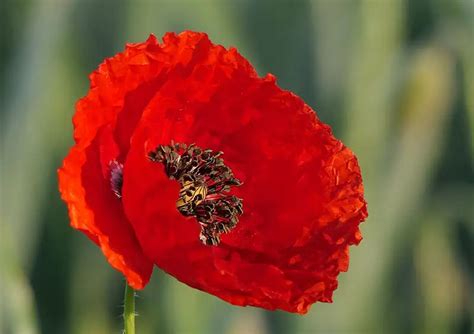 What is August Birth Flower? Unveiling Its Rich Symbolism - Xu Farm