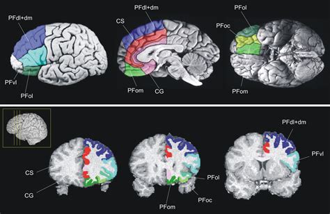 Quantitative Investigation Of Connections Of The Prefrontal Cortex In