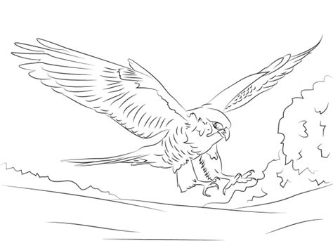 Peregrine Falcon Coloring Page ColouringPages